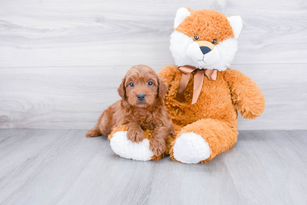 Smart Mini Goldendoodle Poodle Mix Pup