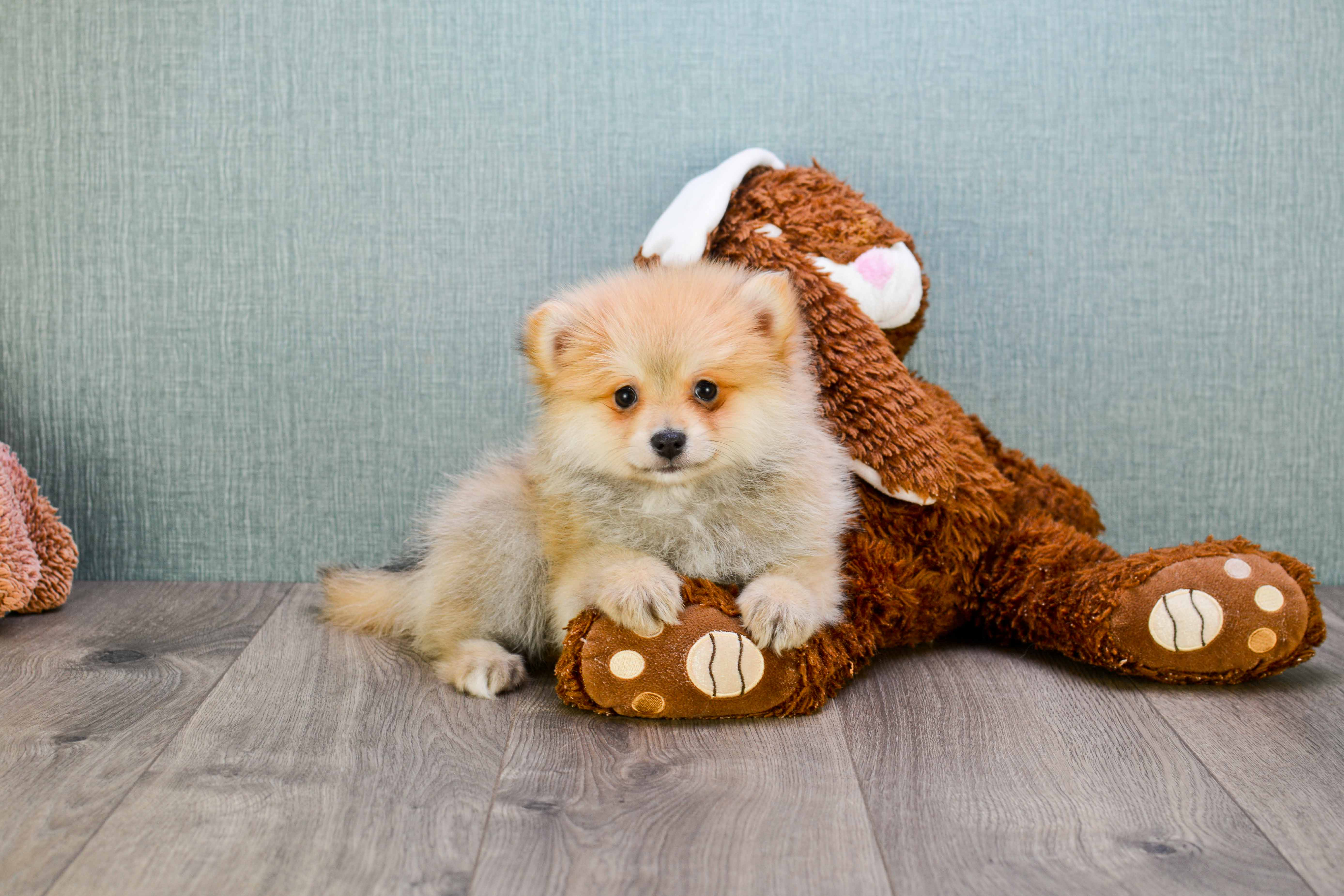 Pomeranian Puppy for Adoption