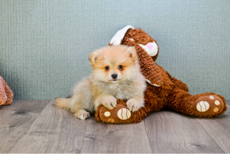 Pomeranian Puppy for Adoption