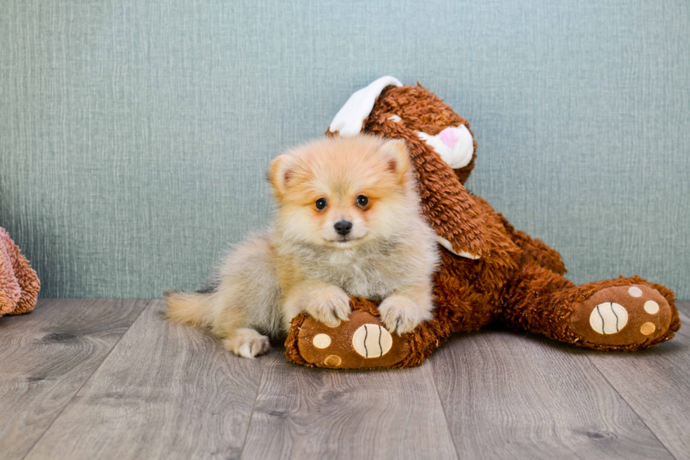 Pomeranian Puppy for Adoption