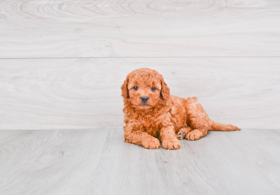 Friendly Mini Goldendoodle Baby