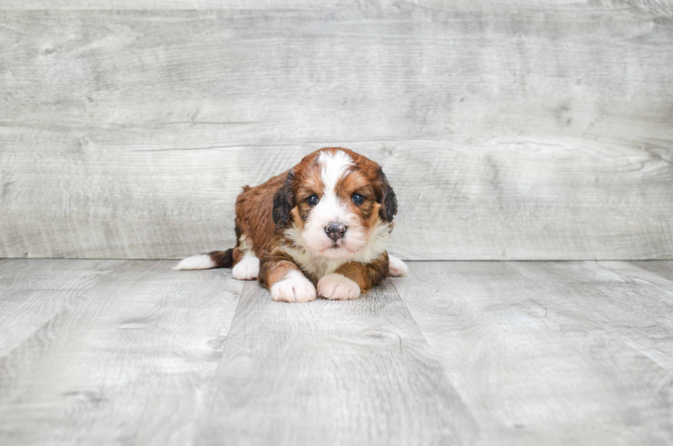 Mini Bernedoodle Pup Being Cute