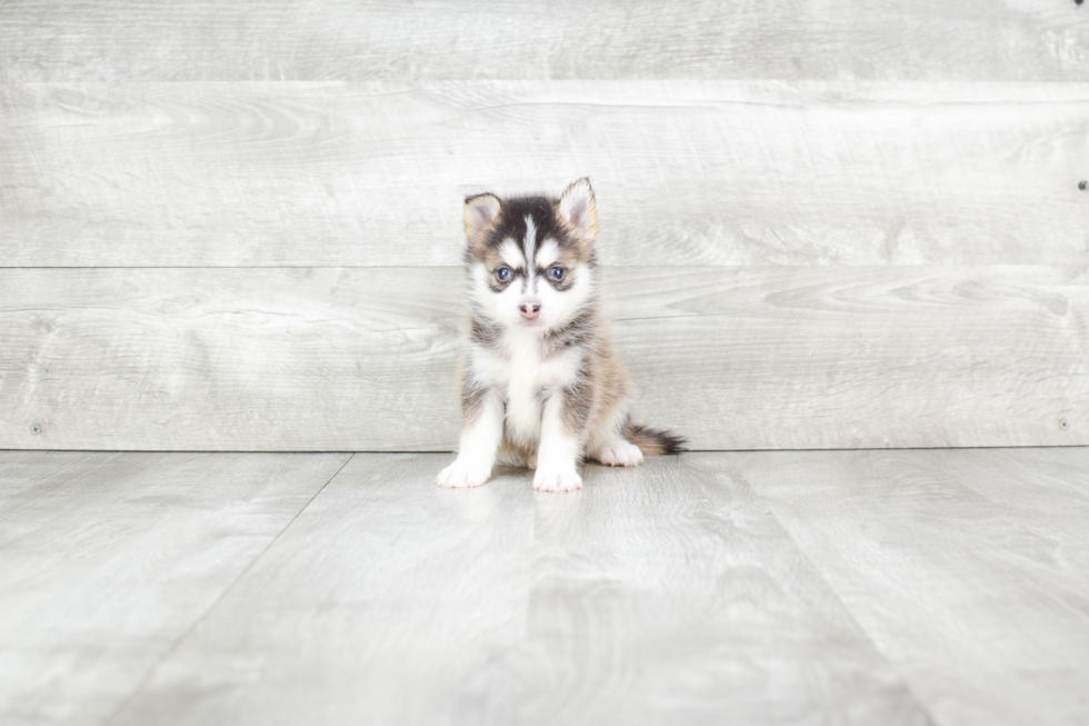 Best Pomsky Baby