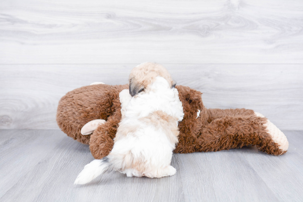 Funny Teddy Bear Designer Pup