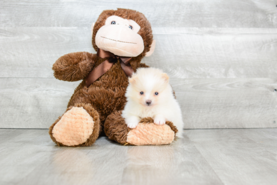 Happy Pomeranian Purebred Puppy