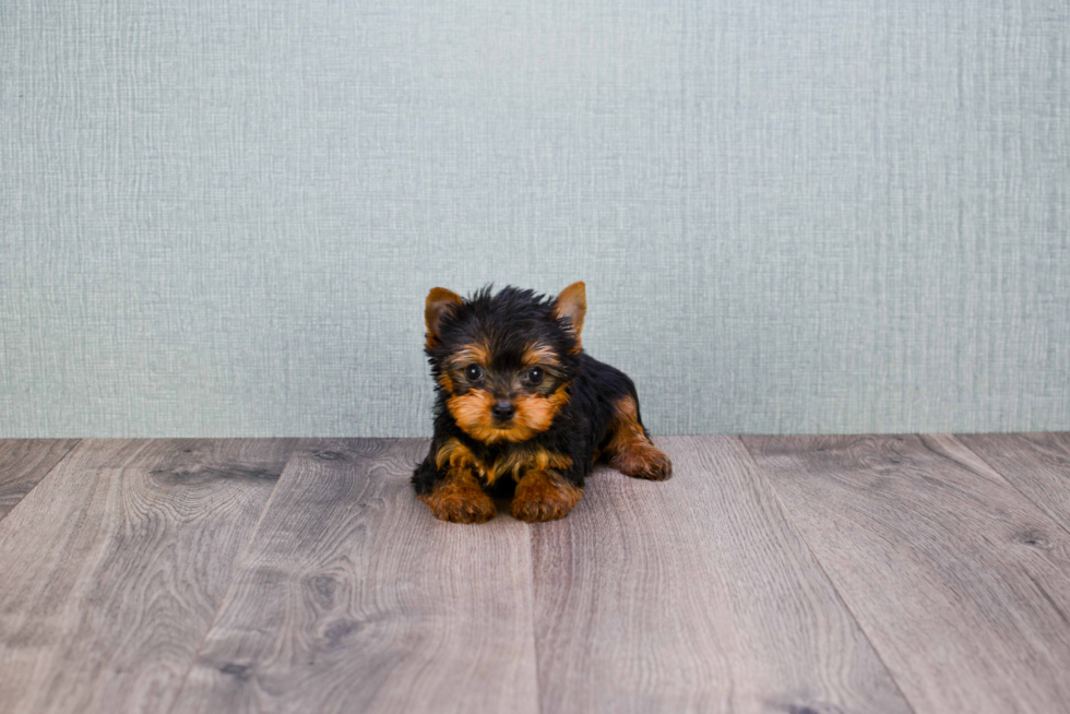 Meet Beckham - our Yorkshire Terrier Puppy Photo 