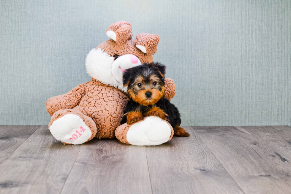 Meet Roscoe - our Yorkshire Terrier Puppy Photo 