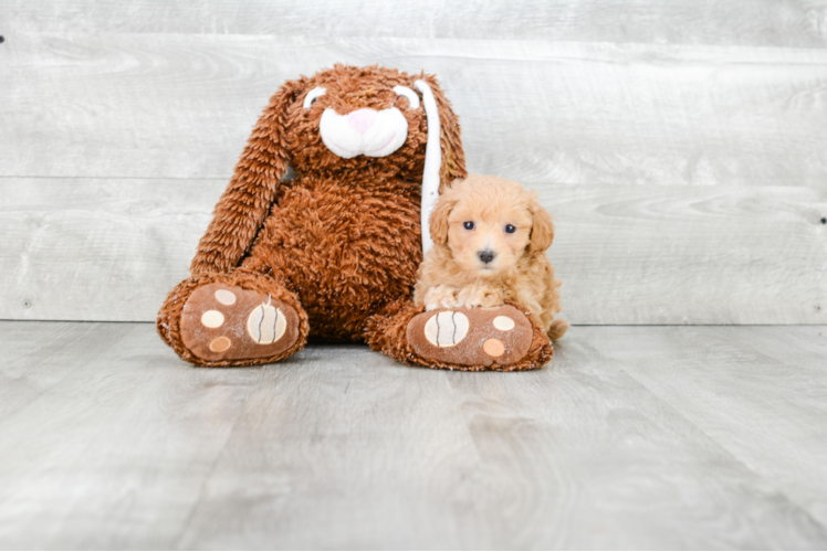 Energetic Maltepoo Poodle Mix Puppy