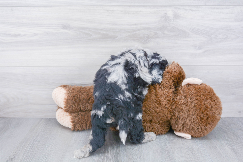 Mini Sheepadoodle Puppy for Adoption