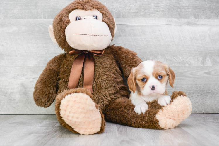 Cute Cavalier King Charles Spaniel Purebred Puppy