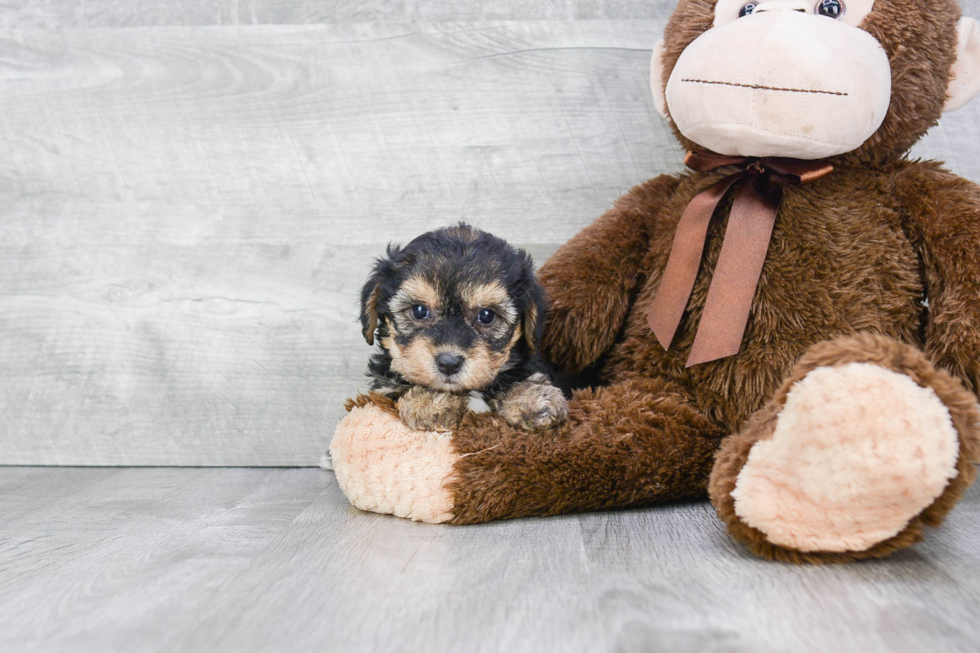 Morkie Puppy for Adoption