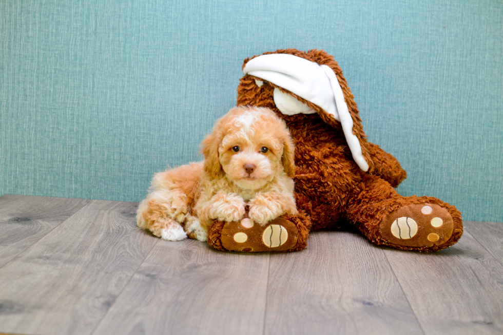 Cavapoo Puppy for Adoption