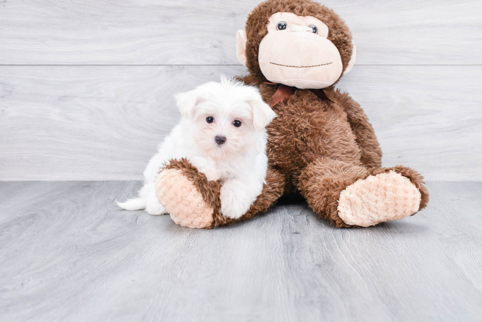 Maltese Puppy for Adoption
