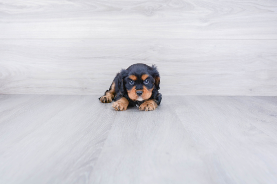 Cavalier King Charles Spaniel Puppy for Adoption