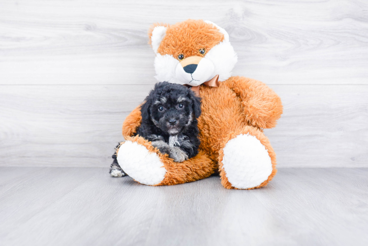 Fluffy Maltipoo Poodle Mix Pup