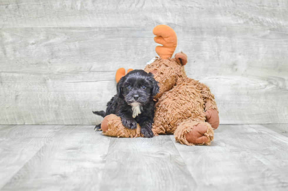 Friendly Cavapoo Baby