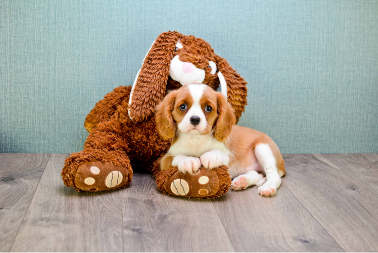 Funny Cavalier King Charles Spaniel Baby