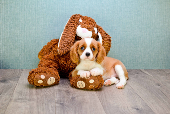 Funny Cavalier King Charles Spaniel Baby