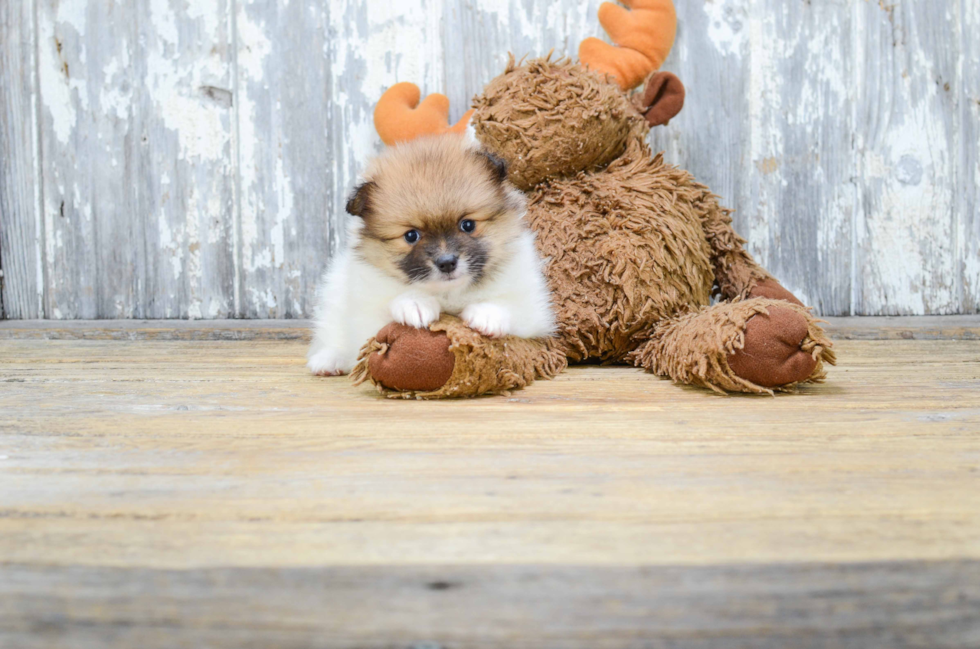 Little Pomeranian Purebred Pup