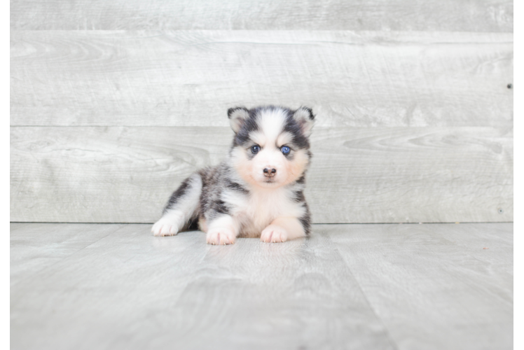 Pomsky Puppy for Adoption