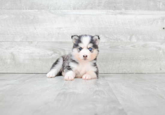 Pomsky Puppy for Adoption