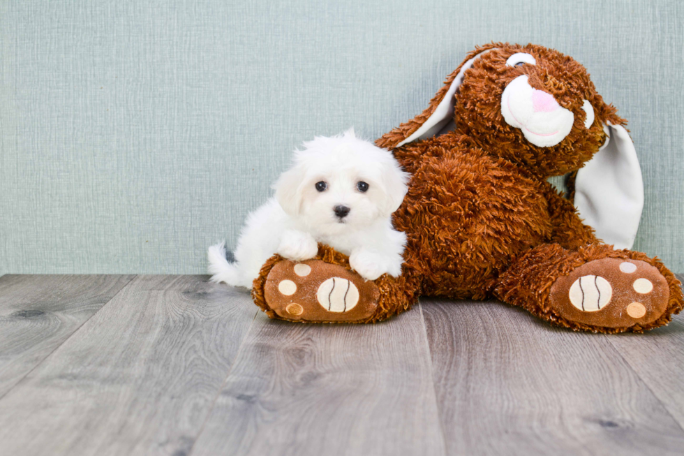 Petite Maltese Purebred Puppy