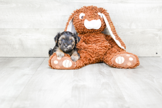 Fluffy Morkie Designer Pup