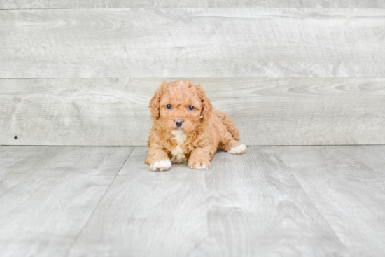 Smart Cavapoo Poodle Mix Pup