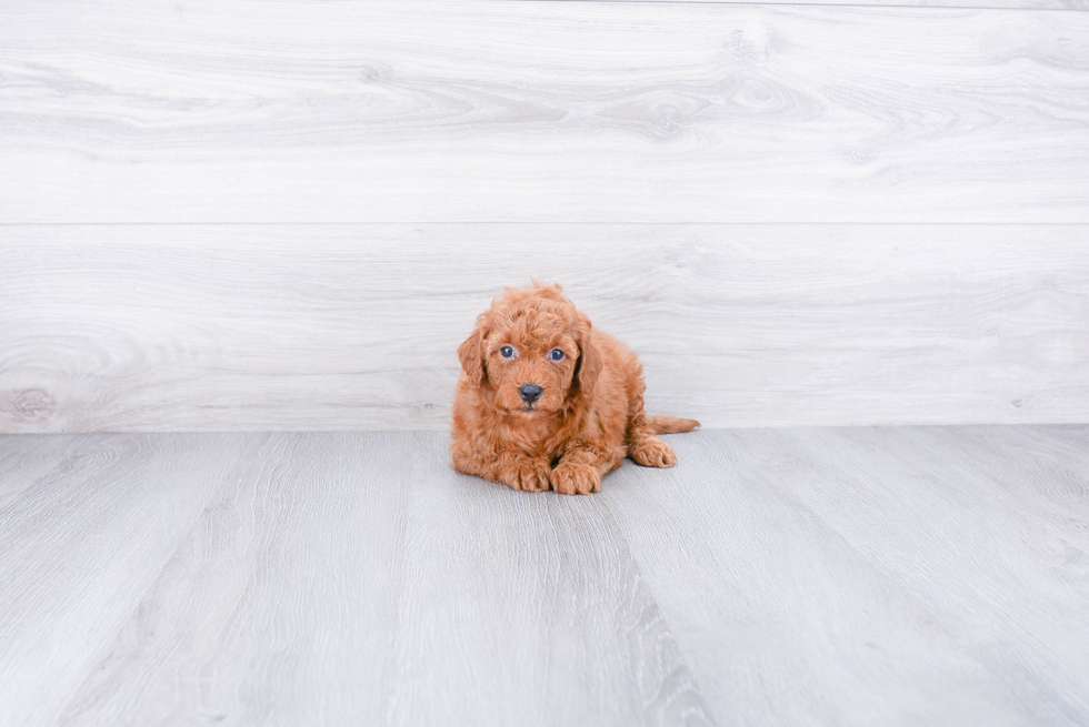 Funny Mini Goldendoodle Poodle Mix Pup