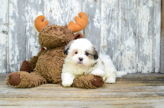 Teddy Bear Pup Being Cute