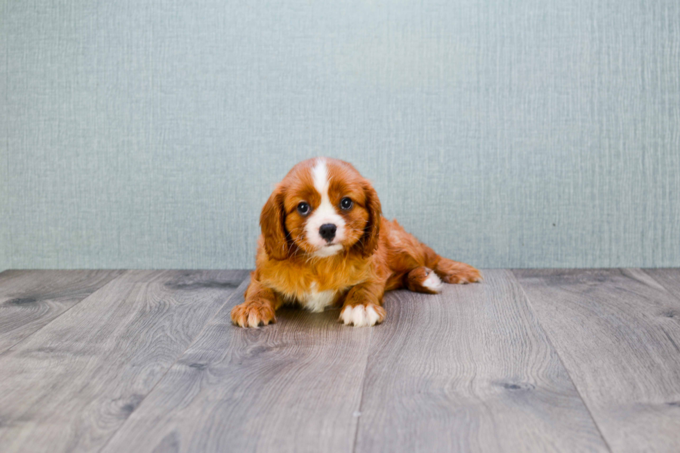 Cavalier King Charles Spaniel Pup Being Cute