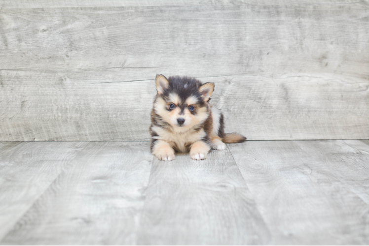 Sweet Pomsky Baby