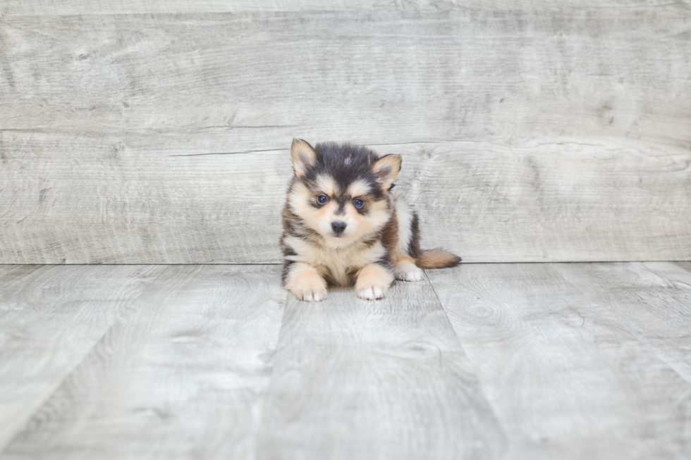 Sweet Pomsky Baby