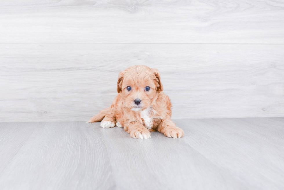 Cute Cavapoo Baby