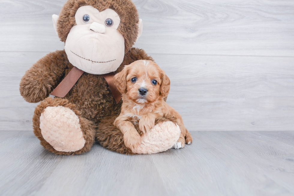 Sweet Cavapoo Baby