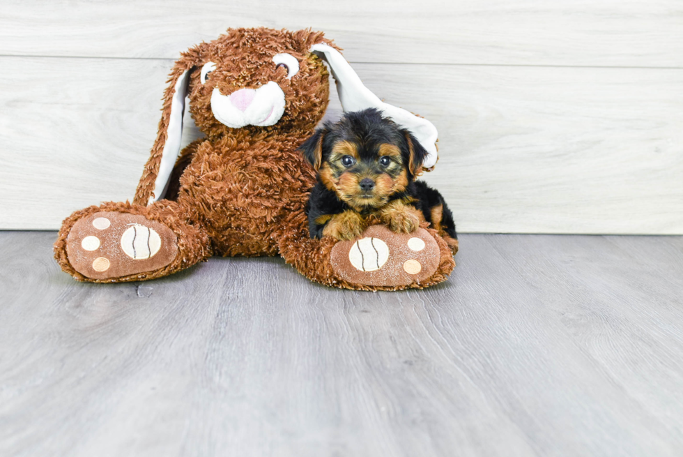 Meet Timmy - our Yorkshire Terrier Puppy Photo 