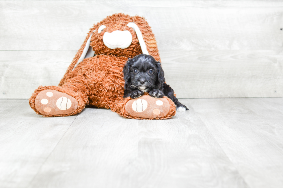 Energetic Cavoodle Poodle Mix Puppy