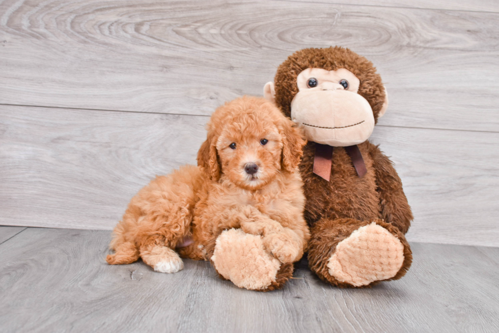 Petite Mini Goldendoodle Poodle Mix Pup