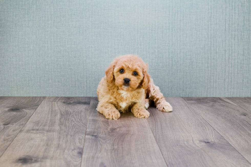 Happy Cavapoo Baby