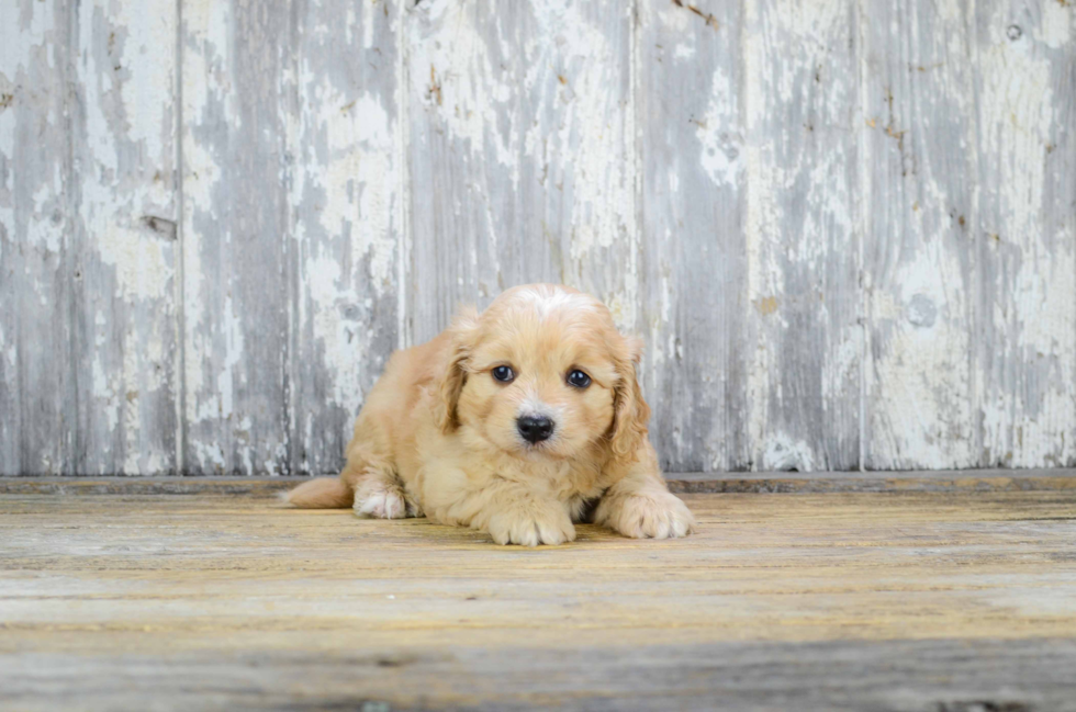 Cute Cavachon Baby