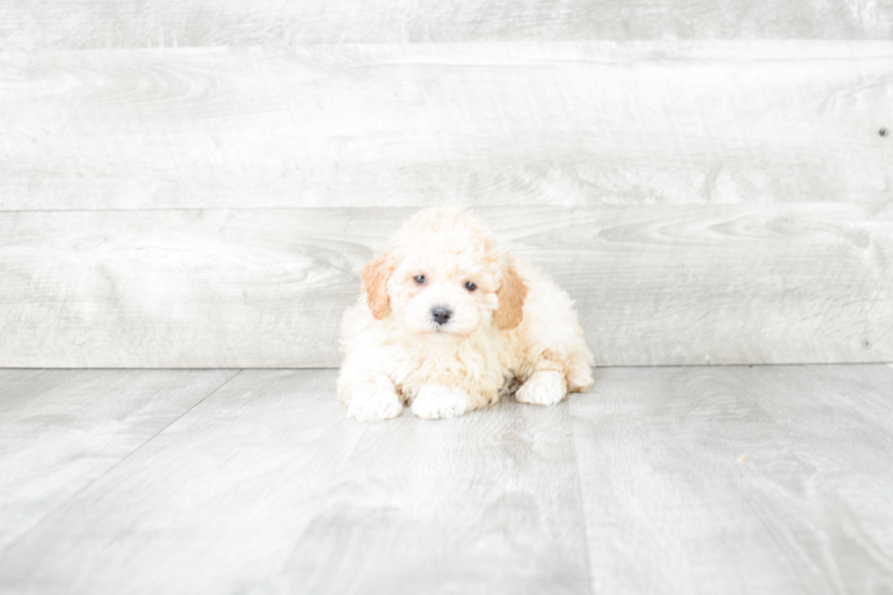 Playful Maltese Poodle Poodle Mix Puppy