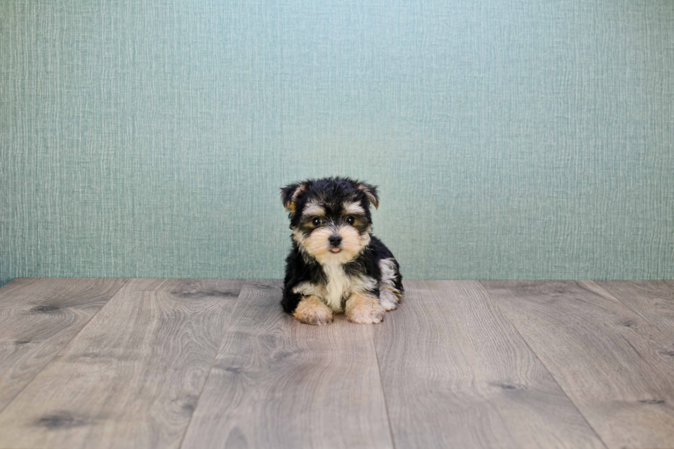 Sweet Morkie Baby