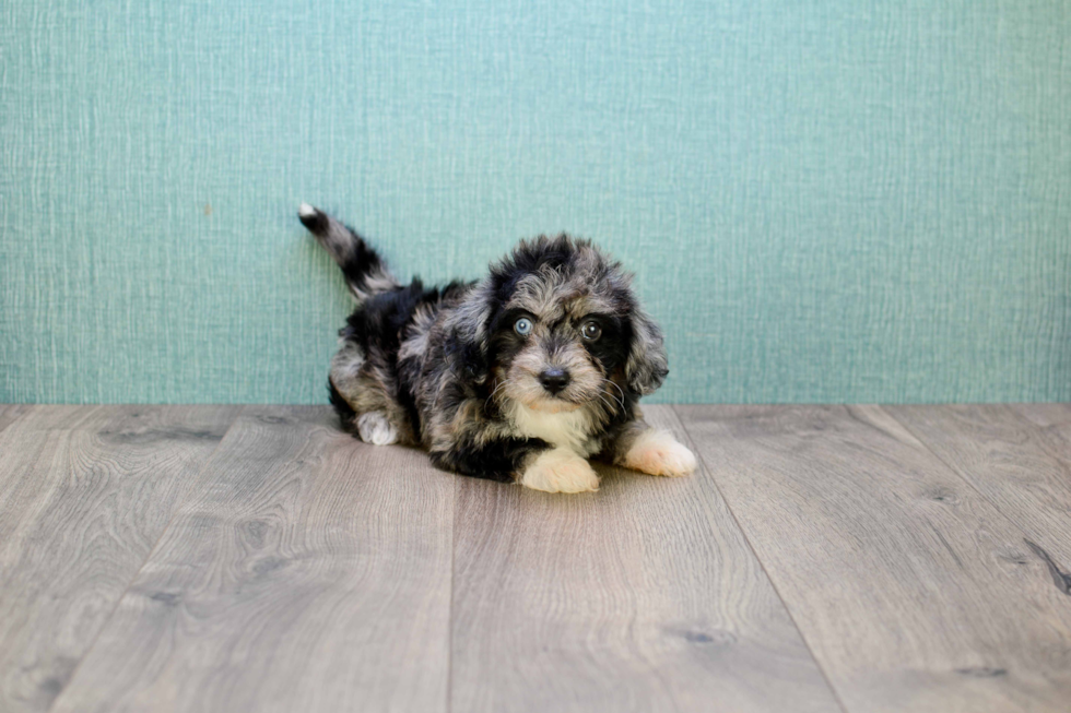 Petite Yorkie Poo Poodle Mix Pup