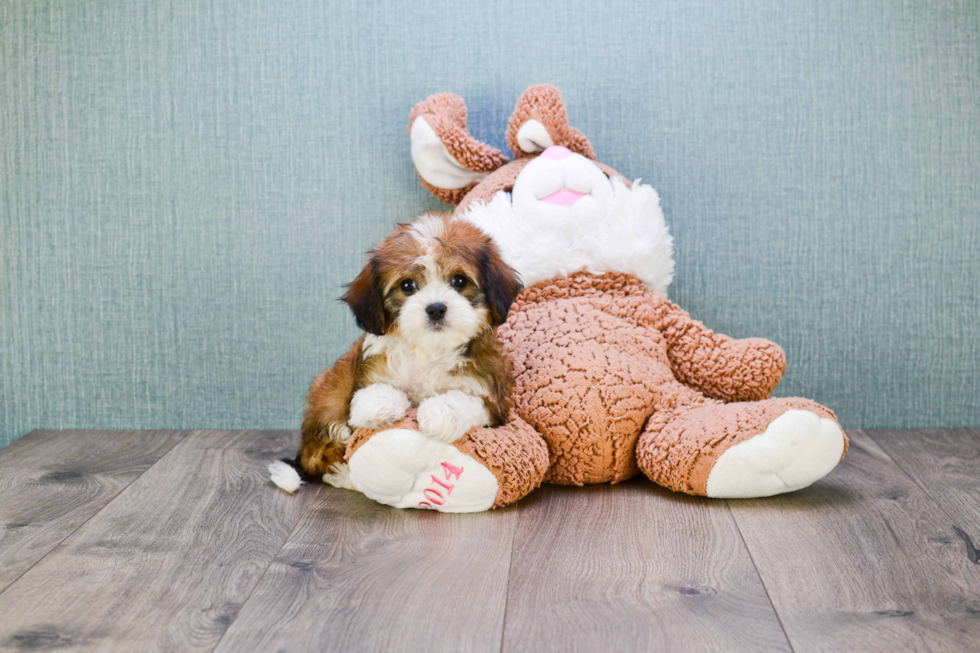 Fluffy Cavachon Designer Pup