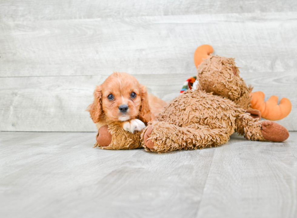 Hypoallergenic Cavalier King Charles Spaniel Purebred Pup