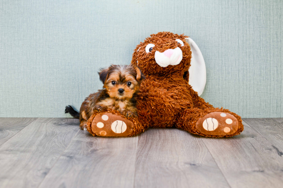 Friendly Shorkie Baby