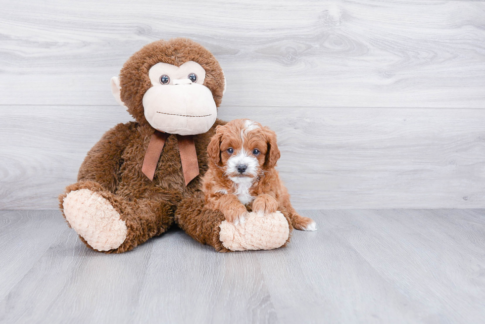 Cavapoo Pup Being Cute