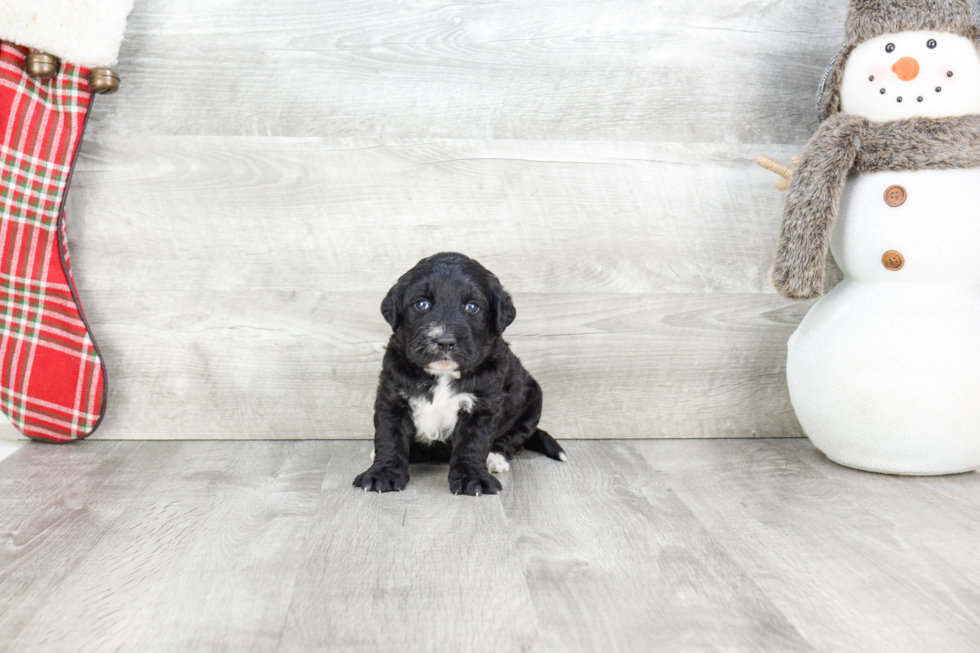 Sweet Mini Bernedoodle Baby