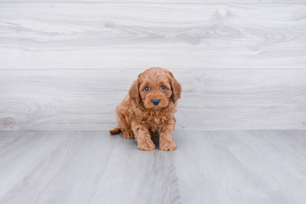 Cavapoo Puppy for Adoption