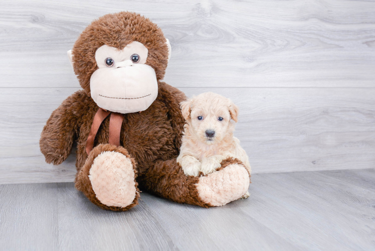 Maltipoo Pup Being Cute